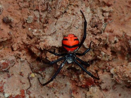 Latrodectus elegans